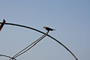 IMG_0918